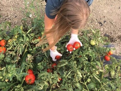 Putujuće lubenice i mandarine iz zlatne doline