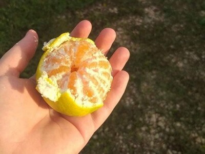 Putujuće lubenice i mandarine iz zlatne doline