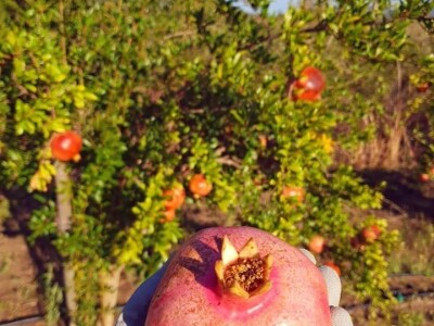 Putujuće lubenice i mandarine iz zlatne doline