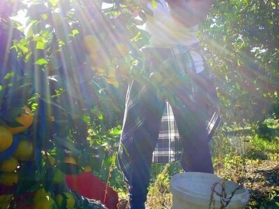 Putujuće lubenice i mandarine iz zlatne doline