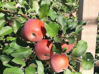 Putujuće lubenice i mandarine iz zlatne doline