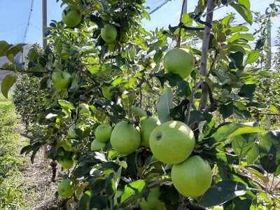Putujuće lubenice i mandarine iz zlatne doline