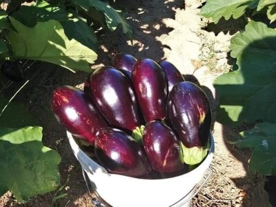 Putujuće lubenice i mandarine iz zlatne doline