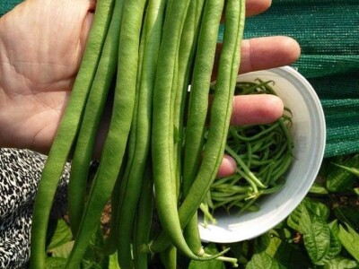 Putujuće lubenice i mandarine iz zlatne doline