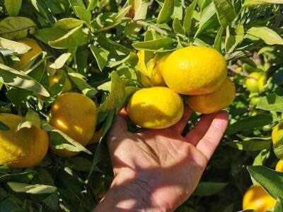 Putujuće lubenice i mandarine iz zlatne doline