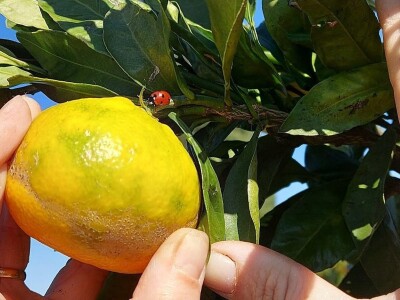 Putujuće lubenice i mandarine iz zlatne doline
