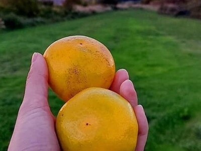 Putujuće lubenice i mandarine iz zlatne doline