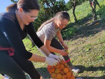 Putujuće lubenice i mandarine iz zlatne doline