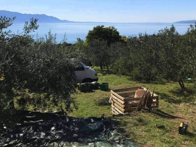 Putujuće lubenice i mandarine iz zlatne doline