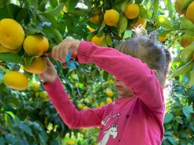 Putujuće lubenice i mandarine iz zlatne doline