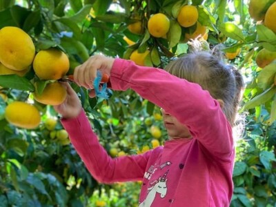 Putujuće lubenice i mandarine iz zlatne doline