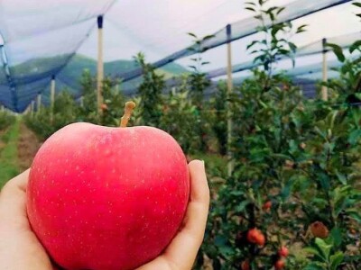 Putujuće lubenice i mandarine iz zlatne doline