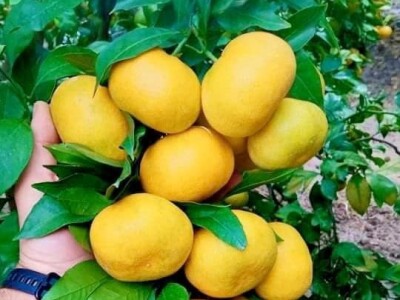 Putujuće lubenice i mandarine iz zlatne doline