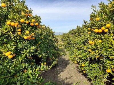 Putujuće lubenice i mandarine iz zlatne doline
