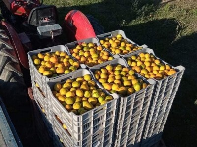 Putujuće lubenice i mandarine iz zlatne doline