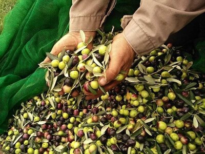Putujuće lubenice i mandarine iz zlatne doline