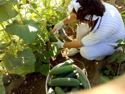 Putujuće lubenice i mandarine iz zlatne doline