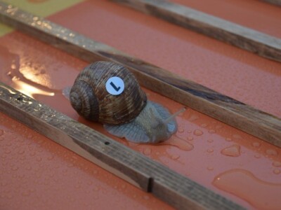 Puž šampion Puž šampion