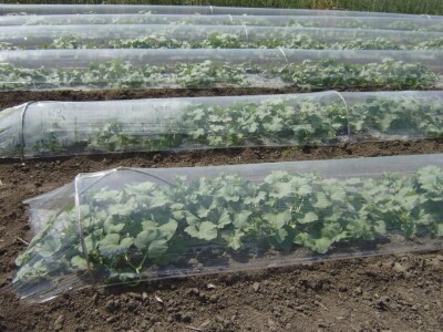 PVC Troplex - PVC stupovi za povrće, električne pastire i ograde