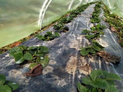 PVC Troplex - PVC stupovi za povrće, električne pastire i ograde