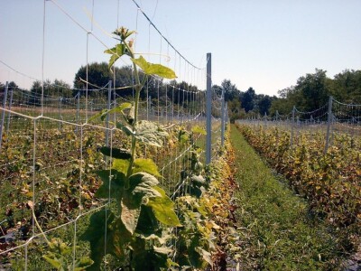 PVC Troplex - PVC stupovi za povrće, električne pastire i ograde