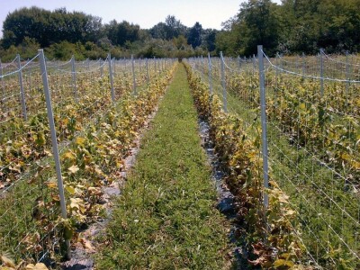 PVC Troplex - PVC stupovi za povrće, električne pastire i ograde