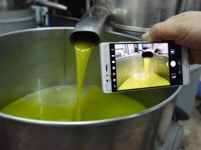 MASLINARSKI PARADOKSI :  PDV na preradu maslina veči nego na pornografiju?!