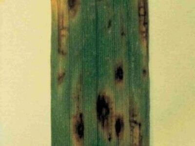 Mrežasta pjegavost ječma