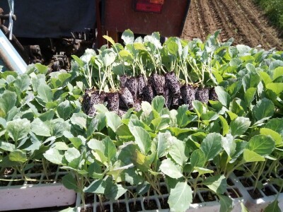 PZ Dubrava PZ Dubrava