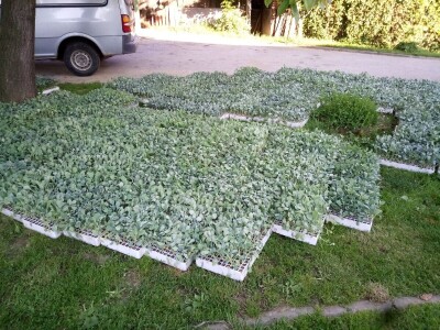 PZ Dubrava PZ Dubrava