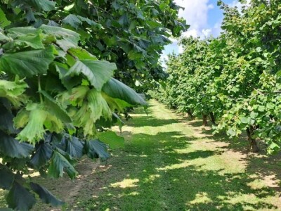 PZ Naš lješnjak pronašla kupca PZ Naš lješnjak pronašla kupca