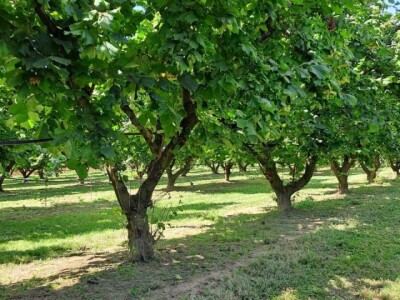 PZ Naš lješnjak pronašla kupca PZ Naš lješnjak pronašla kupca