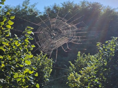 PZ Naš lješnjak pronašla kupca PZ Naš lješnjak pronašla kupca