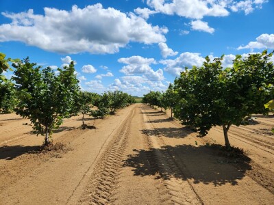 PZ Naš lješnjak pronašla kupca PZ Naš lješnjak pronašla kupca