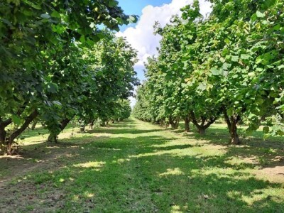 PZ Naš lješnjak pronašla kupca PZ Naš lješnjak pronašla kupca