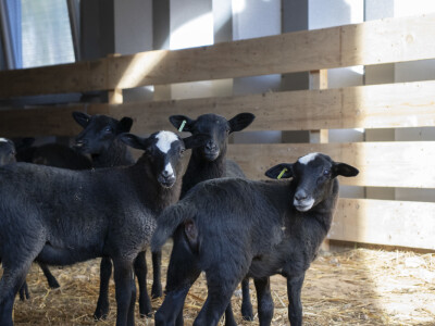 Queen sheep obitelji Lenac