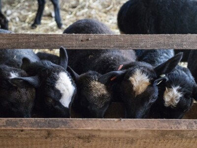 Queen sheep obitelji Lenac