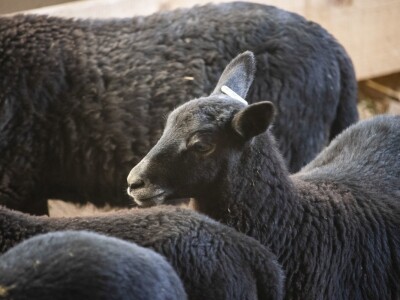 Queen sheep obitelji Lenac