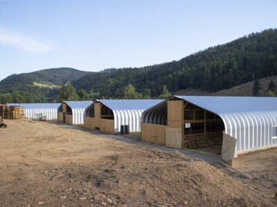 Queen sheep obitelji Lenac