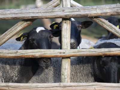 Queen sheep obitelji Lenac