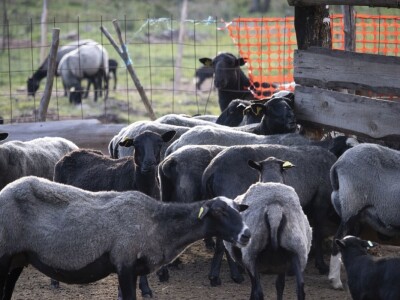 Queen sheep obitelji Lenac