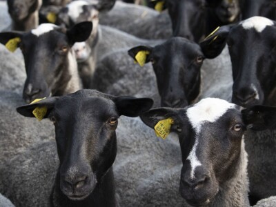 Queen sheep obitelji Lenac