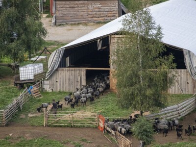 Queen sheep obitelji Lenac