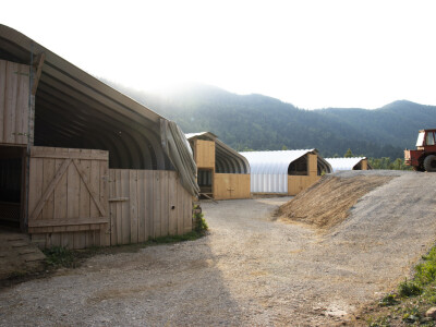 Queen sheep obitelji Lenac