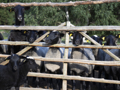 Queen sheep obitelji Lenac