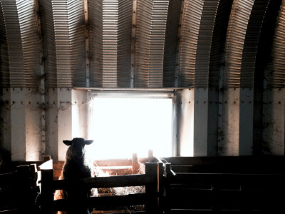 Queen sheep obitelji Lenac