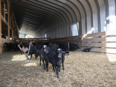 Queen sheep obitelji Lenac