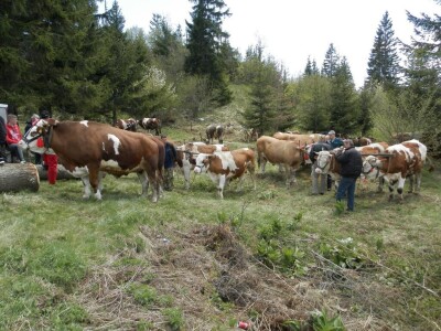 Rabadžije Rabadžije