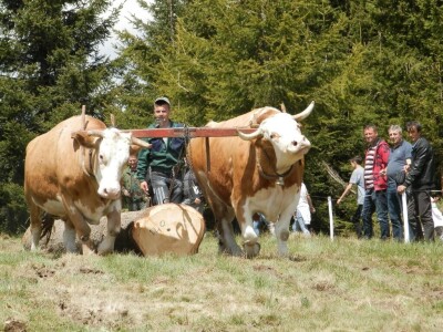Rabadžije Rabadžije