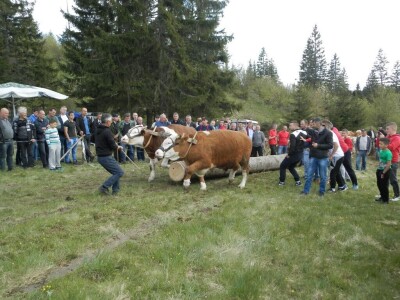 Rabadžije Rabadžije